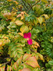 Rosa rugosa