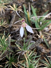 Eriochilus