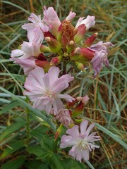 Saponaria officinalis