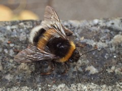 Bombus