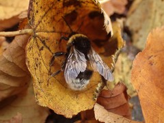 Bombus