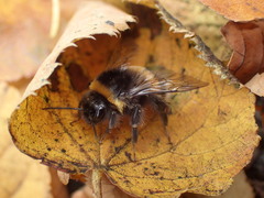 Bombus