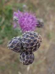 Centaurea scabiosa