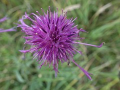 Centaurea scabiosa