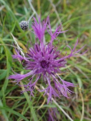 Centaurea scabiosa