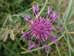 Centaurea scabiosa