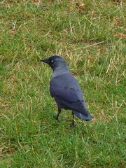 Corvus monedula