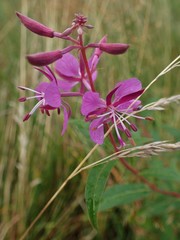 Chamaenerion angustifolium