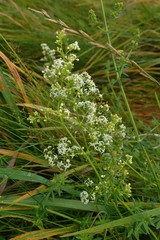 Galium mollugo