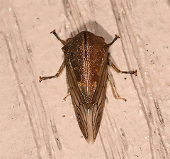 Platycotis vittata