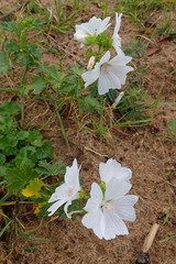 Malva moschata