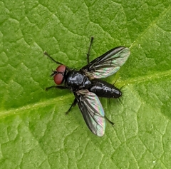 Nyctia halterata
