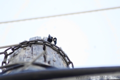 Melanerpes formicivorus