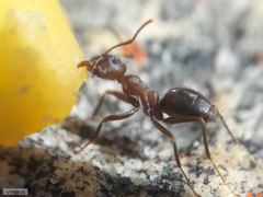 Anoplolepis steingroeveri