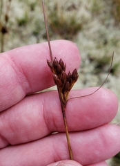 Juncus greenei