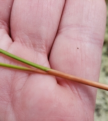 Juncus greenei