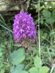 Anacamptis pyramidalis