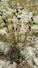Juncus greenei