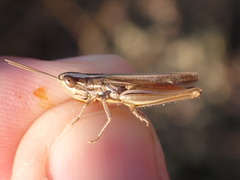 Euchorthippus chopardi