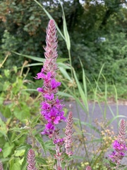Lythrum salicaria