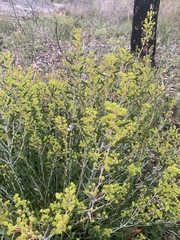 Acacia nervosa
