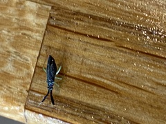 Heterotoma