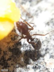 Anoplolepis steingroeveri