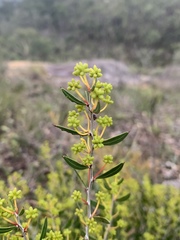 Acacia nervosa