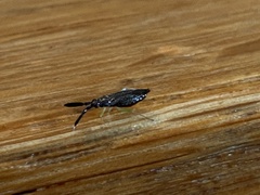 Heterotoma