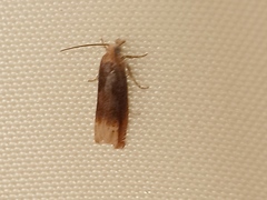 Eucosma flavispecula