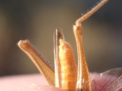 Euchorthippus chopardi