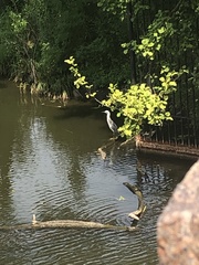 Egretta caerulea × thula