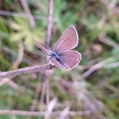 Aricia nicias