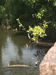 Egretta caerulea × thula