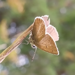 Aricia nicias