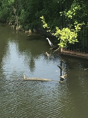Egretta caerulea × thula