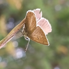 Aricia nicias