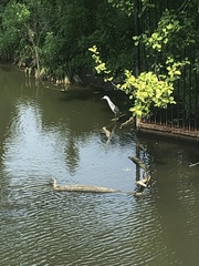Egretta caerulea × thula