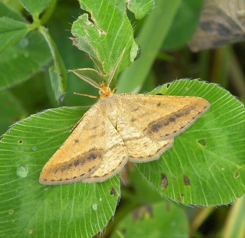 Isturgia arenacearia