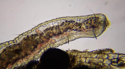 Aquatic Oligochaete Worm