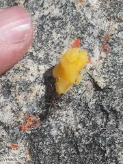 Anoplolepis steingroeveri