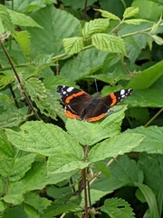 Vanessa atalanta