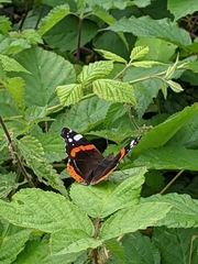 Vanessa atalanta