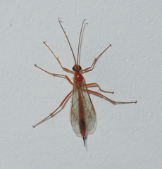 Tryphoninae