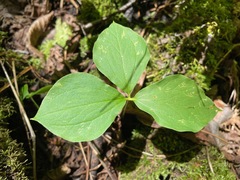 Trillium cernuum