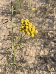 Achillea micrantha