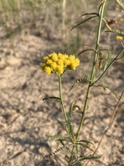 Achillea micrantha
