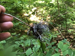 Exobasidium parvifolii