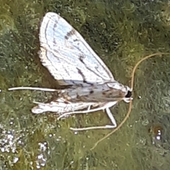 Parapoynx badiusalis