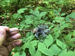 Exobasidium parvifolii